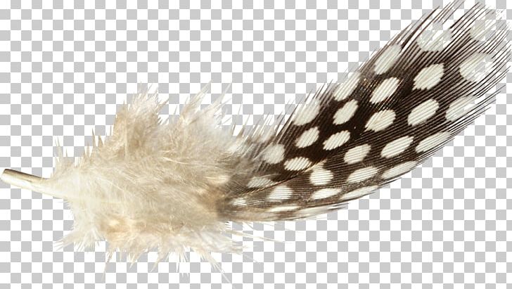 The Floating Feather Portable Network Graphics Adobe Photoshop PNG, Clipart, Aile, Animals, Bcbg, Deco, Drawing Free PNG Download