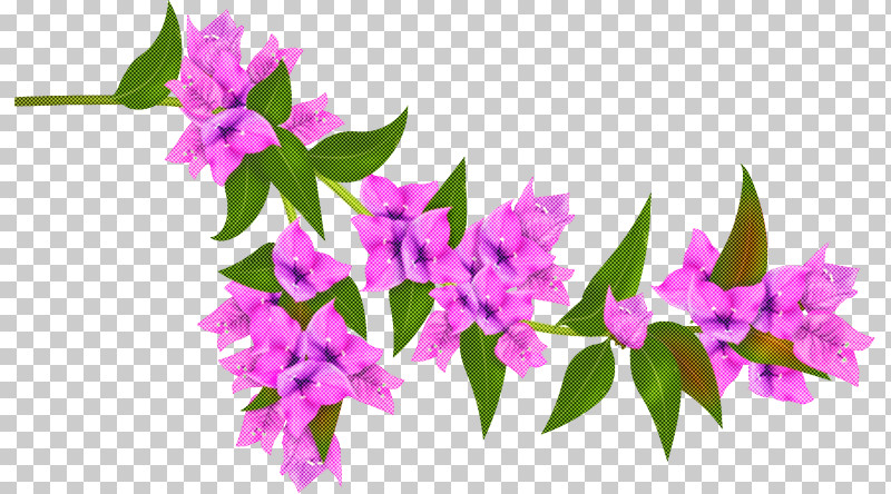 Flower Pink Plant Purple Bougainvillea PNG, Clipart, Bougainvillea, Flower, Lilac, Magenta, Petal Free PNG Download
