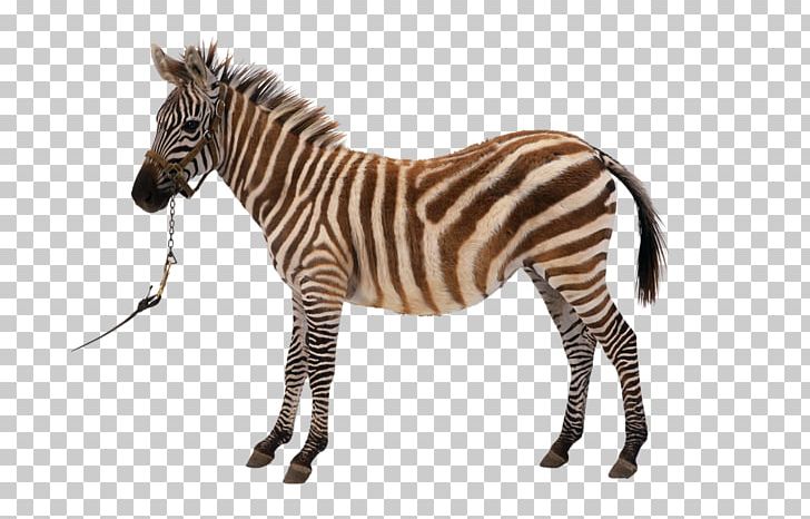 Zebra PNG, Clipart, Animal Figure, Animals, Computer Icons, Download, Fur Free PNG Download