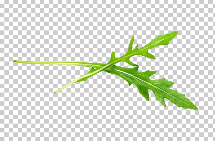 Arugula Vegetable Salad Sesame Leaf PNG, Clipart, Autumn Leaf, Cabbage Family, Eating, Grass, In Kind Free PNG Download