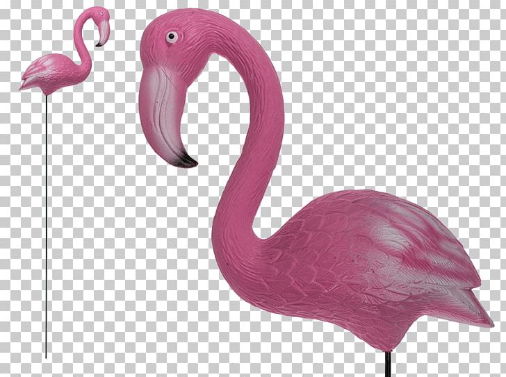 Beak Pink M PNG, Clipart, Beak, Bird, Flamingo, Miscellaneous, Others Free PNG Download