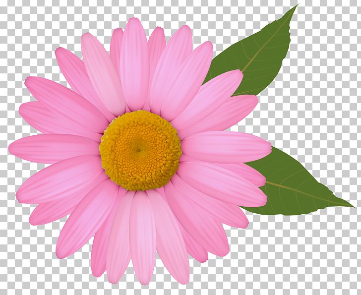 Common Daisy PNG, Clipart, Annual Plant, Aster, Chrysanths, Clipart, Clip Art Free PNG Download