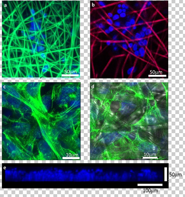 Electrospinning 3D Cell Culture Staining Confocal Microscopy PNG, Clipart, Actin, Cell, Cell Culture, Computer Wallpaper, Confocal Microscopy Free PNG Download