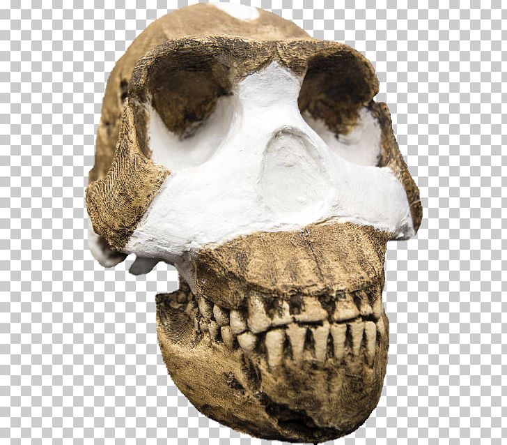 Homo Naledi Homo Sapiens Büyük Insansı Maymunlar Hominina Human Evolution PNG, Clipart, Australopithecus Afarensis, Australopithecus Sediba, Bone, Discovery, Education Science Free PNG Download