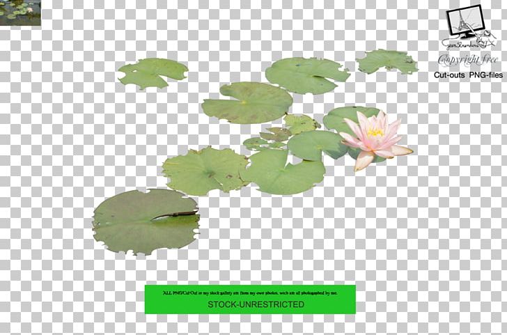 Leaf Nelumbo Nucifera Water Lilies Aquatic Plants PNG, Clipart, Aquatic Plants, Deviantart, Grass, Green, Leaf Free PNG Download