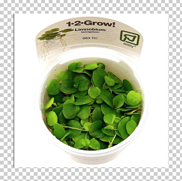 Limnobium Laevigatum Aquatic Plants Echinodorus Ceratopteris Thalictroides PNG, Clipart, Anubias, Aquarium, Aquatic Plants, Ceratopteris Thalictroides, Echinodorus Free PNG Download