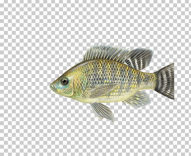 Nile Tilapia Mozambique Tilapia Oreochromis Aureus Cultivo De Tilapia PNG, Clipart, Animals, Atlantic Bluefin Tuna, Atlantic Cod, Barramundi, Bass Free PNG Download