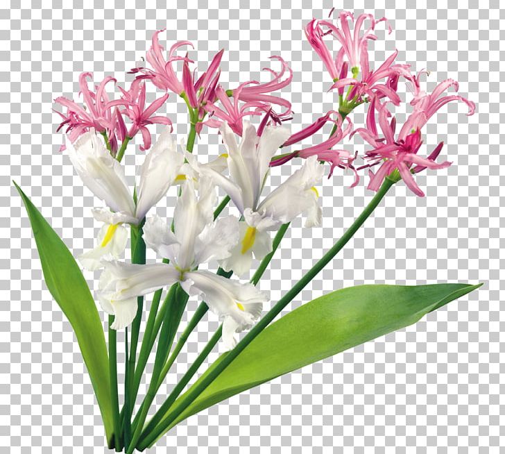 Orchids Cut Flowers Plant PNG, Clipart, Cut Flowers, Depositfiles, File Size, Floristry, Flower Free PNG Download
