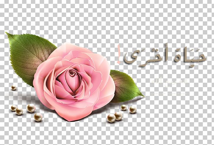 Rose PNG, Clipart, Android, Computer Wallpaper, Cut Flowers, Download, Flower Free PNG Download