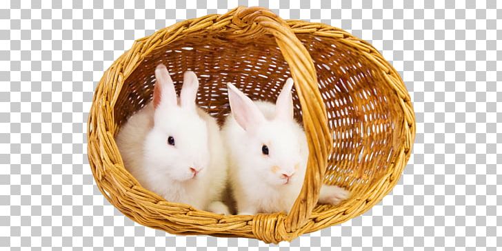 Stock Photography Desktop Basket PNG, Clipart, Animals, Basket, Desktop Wallpaper, Domestic Rabbit, Download Free PNG Download