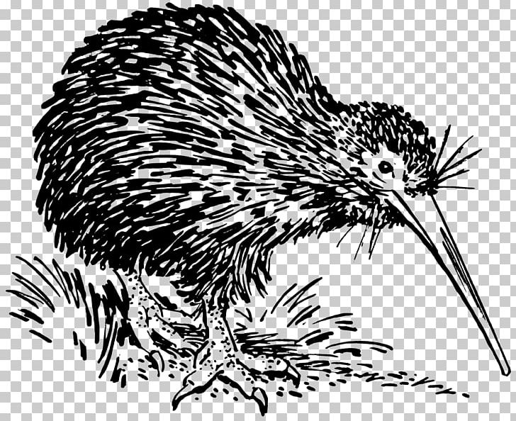 Bird New Zealand PNG, Clipart, Animals, Beak, Bird, Black And White, Clip Art Free PNG Download