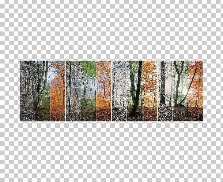 Four Seasons Hotels And Resorts Forest Photography Art PNG, Clipart, Art, Birch, Canvas Print, Depositphotos, Forest Free PNG Download