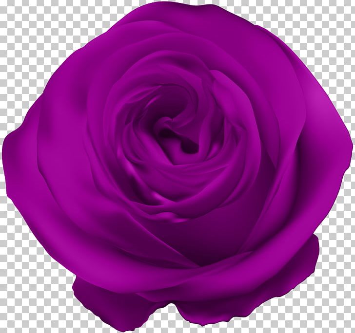 Garden Roses Cabbage Rose Violet Blue Rose PNG, Clipart, Blue Rose, Cut Flowers, Desktop Wallpaper, Flower, Flowering Plant Free PNG Download