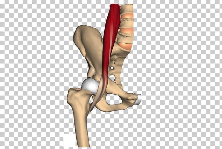 Psoas Major Muscle Iliopsoas Psoas Minor Muscle Iliacus Muscle PNG, Clipart, Anatomy, Arm, Elbow, Finger, Hand Free PNG Download