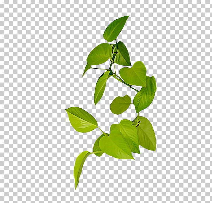 Vine Leaf PNG, Clipart, Branch, Flora, Flower, Green, Leaf Free PNG Download