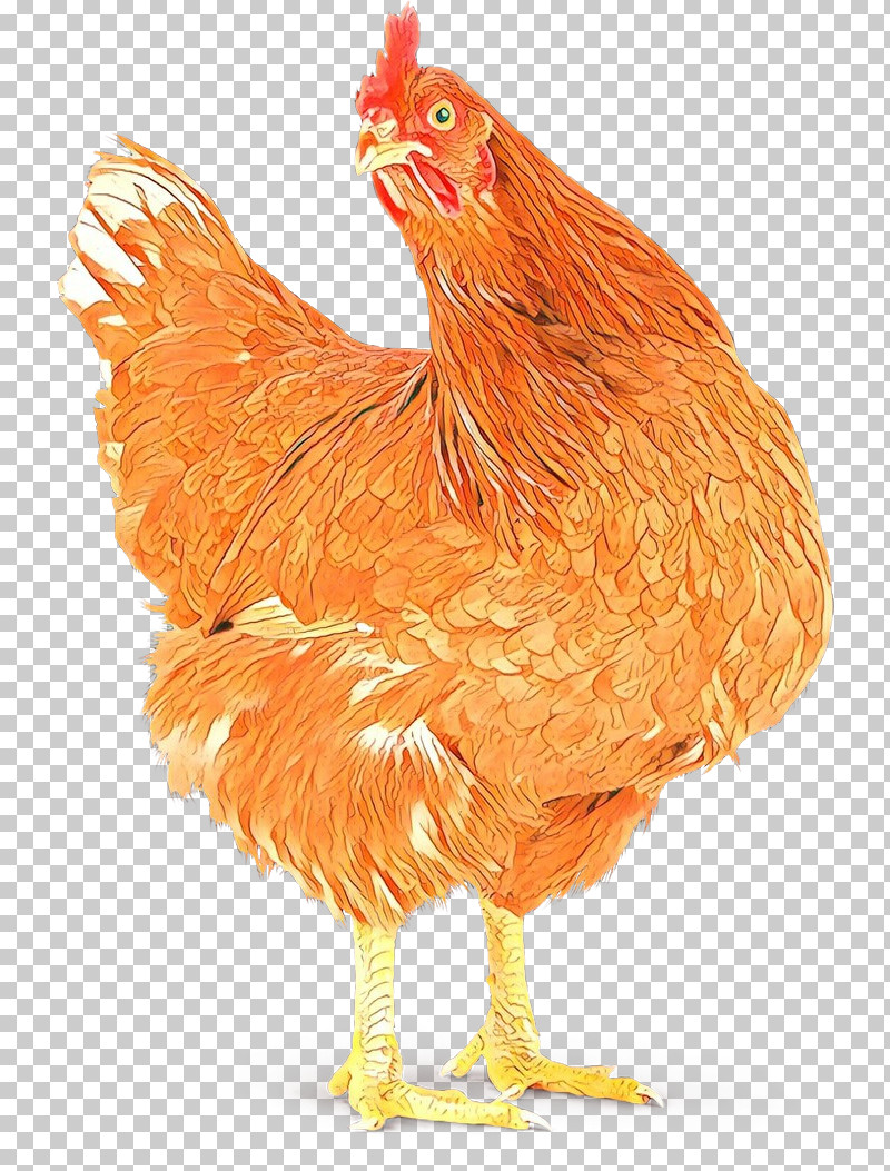 Chicken Bird Rooster Comb Beak PNG, Clipart, Beak, Bird, Chicken, Comb, Fowl Free PNG Download