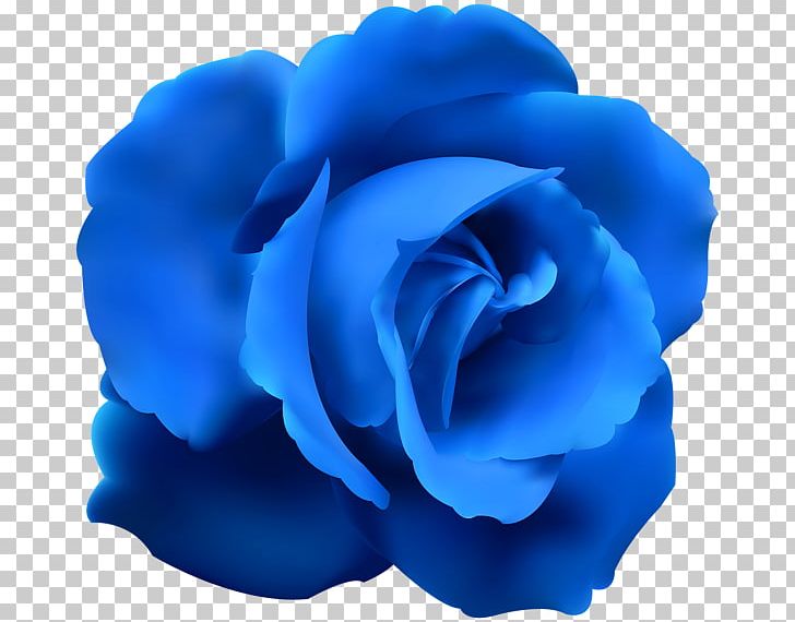 Blue Rose PNG, Clipart, Blue, Blue Rose, Cobalt Blue, Cut Flowers, Desktop Wallpaper Free PNG Download