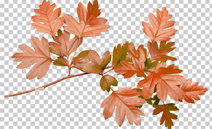 Leaf Branch Petal PNG, Clipart, Abscission, Autumn, Autumn Leaves, Branch, Clip Art Free PNG Download