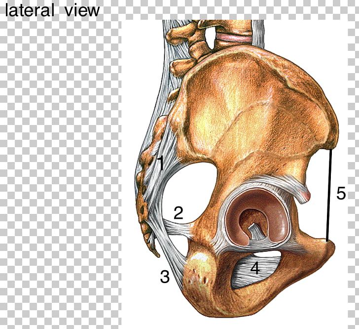 Radiate Ligament Of Head Of Rib Sacrum Human Skeleton PNG, Clipart, Anatomy, Bone, Cartilage, Coccygeus Muscle, Coccyx Free PNG Download