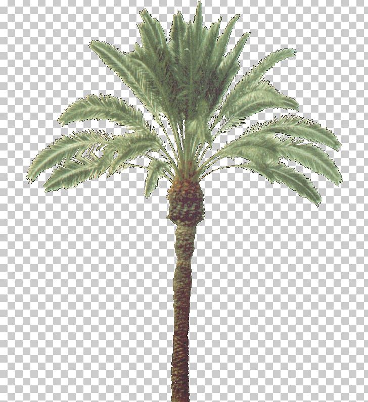Asian Palmyra Palm Arecaceae Trachycarpus Fortunei Coconut Plant PNG, Clipart, Arecaceae, Arecales, Asian Palmyra Palm, Attalea, Attalea Speciosa Free PNG Download