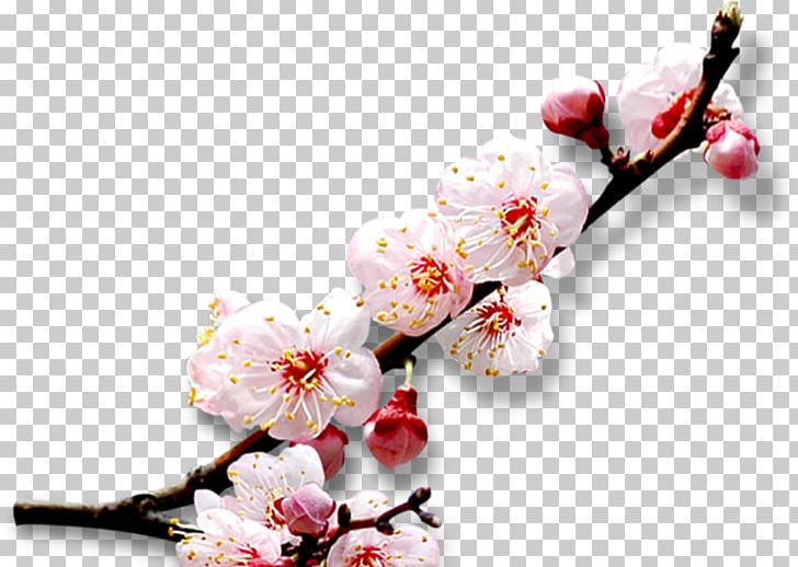Cherry Blossom PNG, Clipart, Blossom, Branch, Branches, Cherry, Creative Ads Free PNG Download