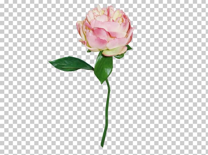 Garden Roses Cabbage Rose Cut Flowers Peony PNG, Clipart, Artificial Flower, Bud, Cabbage Rose, Cut Flowers, Flower Free PNG Download