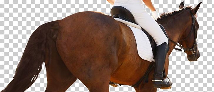 Horse Equestrian Centre Dressage Show Jumping PNG, Clipart, Animal Figure, Animals, Bridle, Cabal, Dressage Free PNG Download