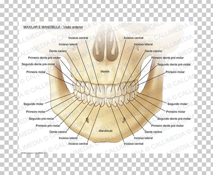 Maxilla Mandible Mandibular Nerve Anatomy Human Body PNG, Clipart, Alaleuanluu, Anatomy, Angle, Anterior, Bone Free PNG Download