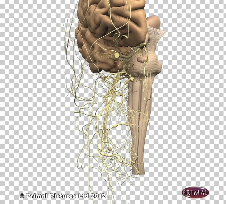 Anatomy And Physiology For Speech PNG, Clipart, Anatomy, Clinic, Cranial Nerve, Function, Head Free PNG Download