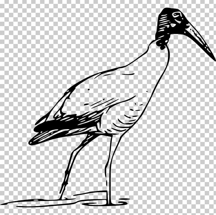 Bird Scarlet Ibis PNG, Clipart, African Sacred Ibis, American White Ibis, Art, Artwork, Beak Free PNG Download