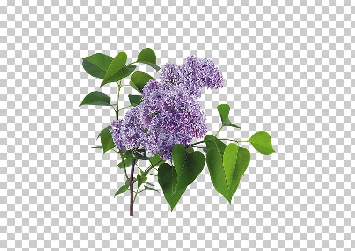 Lilac PNG, Clipart, Cicekler, Clip Art, Com, Flower, Flowering Plant Free PNG Download