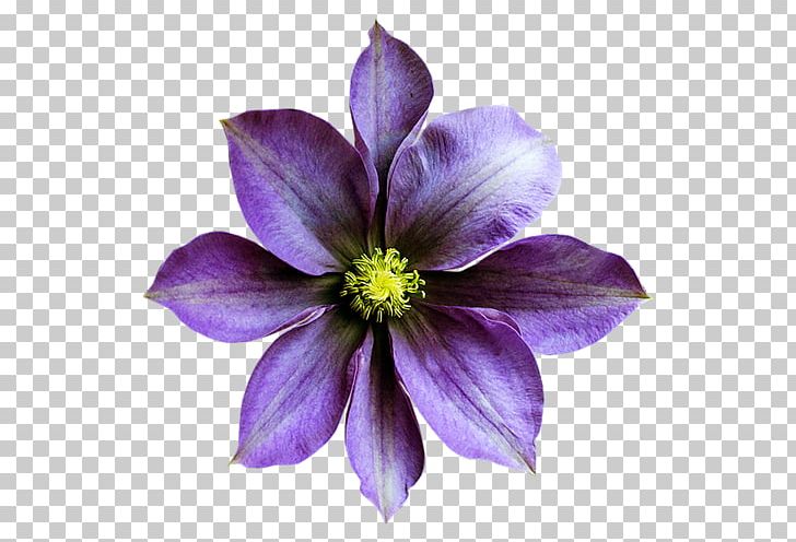 Violet Flower Desktop PNG, Clipart, Blue, Clematis, Clip Art, Color, Desktop Wallpaper Free PNG Download
