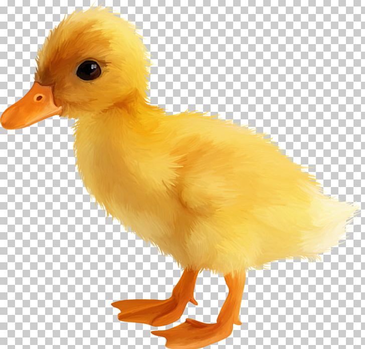 Yellow Duck PNG, Clipart, Animal, Animals, Beak, Bird, Chicken Free PNG Download