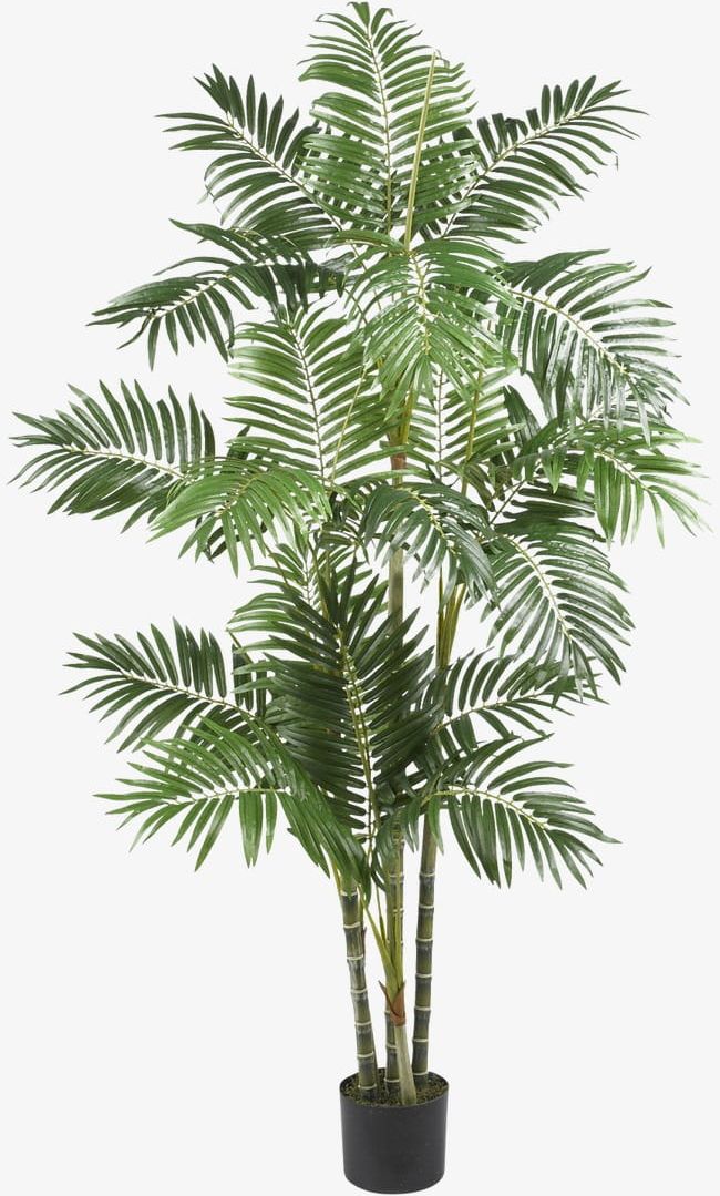 Areca PNG, Clipart, Areca, Areca Clipart, Areca Clipart, Fruit, Fruit Tree Free PNG Download