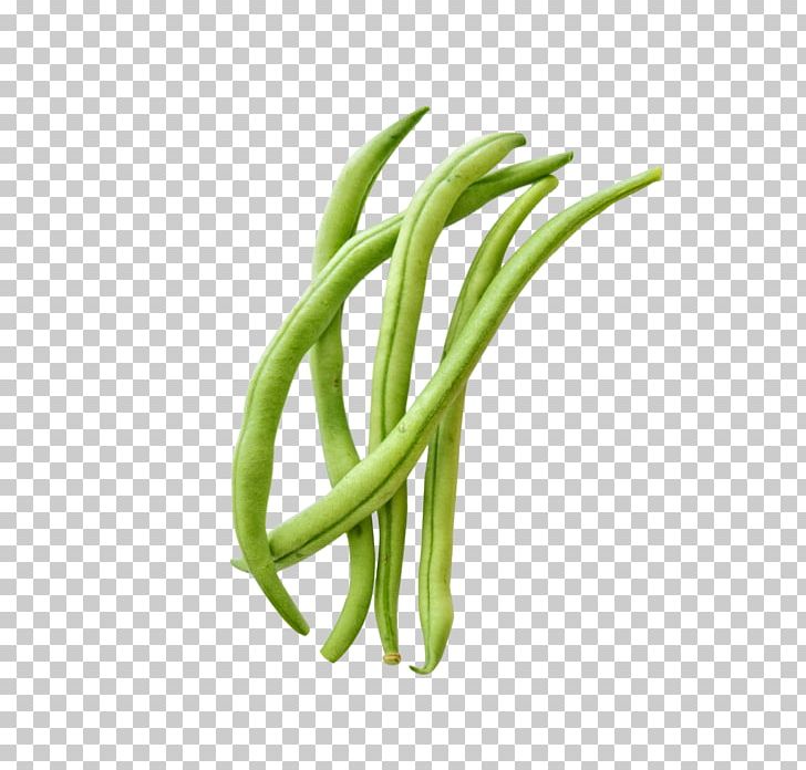 Green Bean Gardening Gardener Food PNG, Clipart, Bean, Beans, Carrot, Commodity, Food Free PNG Download
