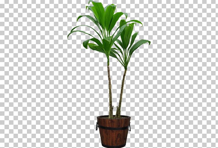 Houseplant Flowerpot PNG, Clipart, Arecaceae, Arecales, Bonsai, Cicek Resimleri, Clip Art Free PNG Download