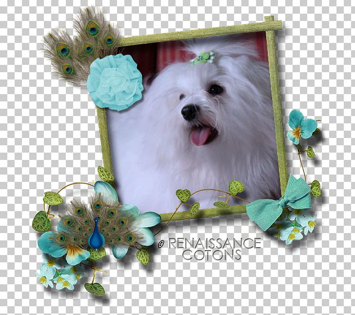 Maltese Dog Havanese Dog Puppy PNG, Clipart, Carnivoran, Cartoon, Comp, Companion Dog, Coton De Tulear Free PNG Download