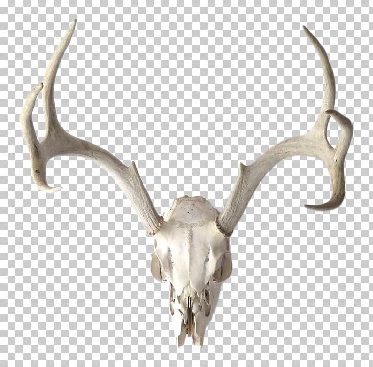 Reindeer Trophy Hunting Horn Bone PNG, Clipart, Antelope, Antler, Bone, Cartoon, Deer Free PNG Download