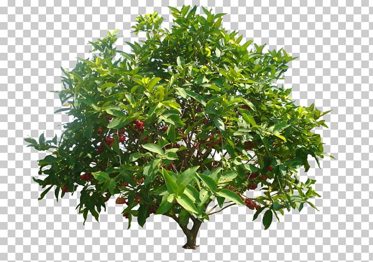 Watery Rose Apple Common Guava Java Apple Syzygium Malaccense Tree PNG, Clipart, Auglis, Benih, Branch, Budi Daya, Common Guava Free PNG Download
