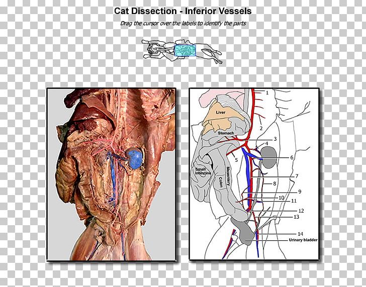 Blood Vessel Cat Anatomy Dissection Human Anatomy PNG, Clipart, Abdomen, Anatomy, Angle, Arm, Blood Free PNG Download