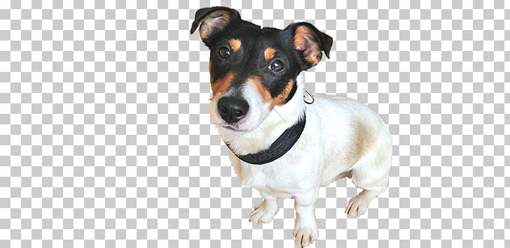 Miniature Fox Terrier Dog Breed Rat Terrier Jack Russell Terrier Companion Dog PNG, Clipart, Amigo, Breed, Carnivoran, Collar, Companion Dog Free PNG Download