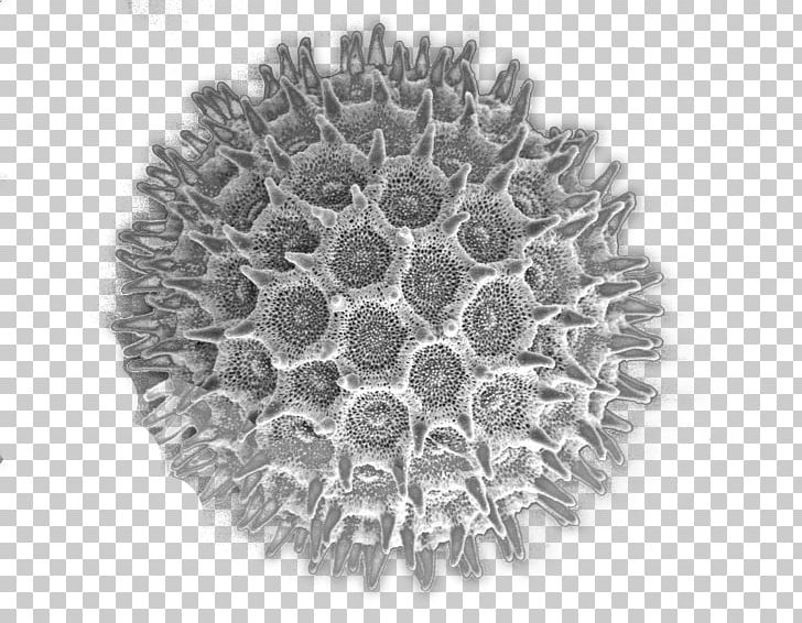 Pollen Scanning Electron Microscope Bee PNG, Clipart, Bee, Black And White, Circle, Electron Microscope, False Color Free PNG Download