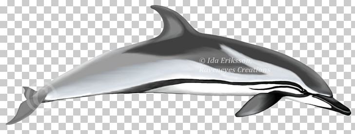 Short-beaked Common Dolphin Common Bottlenose Dolphin Tucuxi Striped Dolphin Rough-toothed Dolphin PNG, Clipart, Animals, Atlantic Spotted Dolphin, Cetacea, Common Dolphin, Mammal Free PNG Download