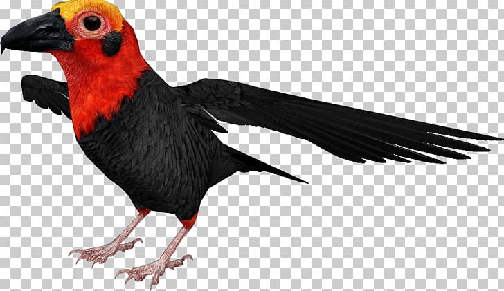 Beak Landfowl Fauna Feather PNG, Clipart, Animals, Asian, Beak, Bird, Category Free PNG Download