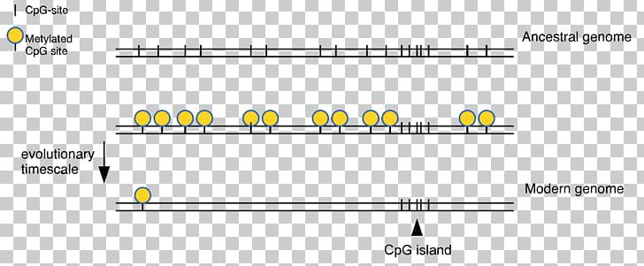 CpG Site CpG Island DNA Methylation Cytosine PNG, Clipart, Angle, Area, Biology, Brand, Cpg Site Free PNG Download