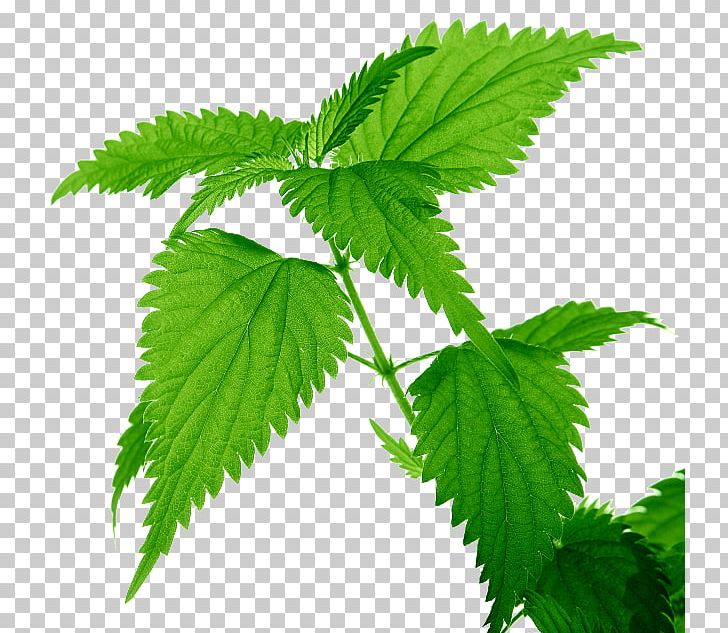 Common Nettle Medicinal Plants Leaf Food PNG, Clipart, Calendula Officinalis, Clutter, Common Nettle, Dermatitis, Dioecy Free PNG Download
