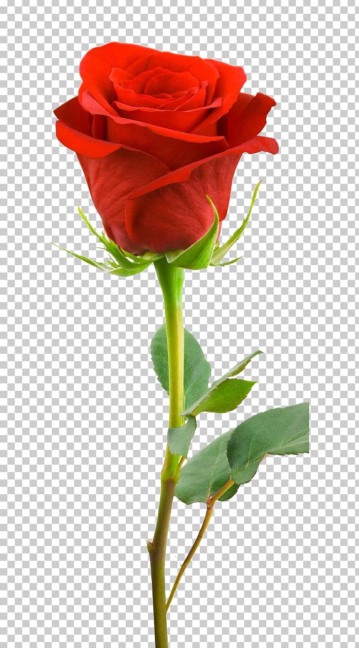 Desktop Rose High-definition Television Stock Photography PNG, Clipart, 1080p, Bud, China Rose, Cut Flowers, Display Resolution Free PNG Download