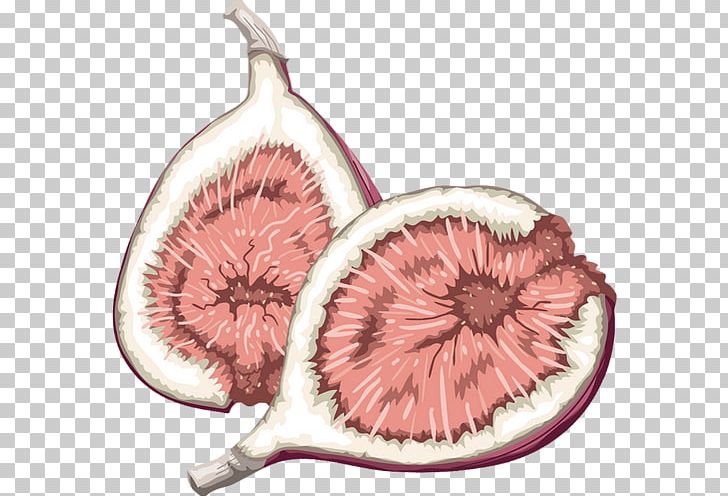 Fruit Food Common Fig PNG, Clipart, Barbary Fig, Berry, Common Fig, Drawing, Fig Free PNG Download