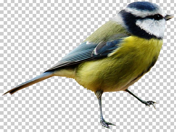 Great Tit Bird House Sparrow Gray Wolf Reptile PNG, Clipart, Beak, Bird, Bird House, Birds, Chickadee Free PNG Download