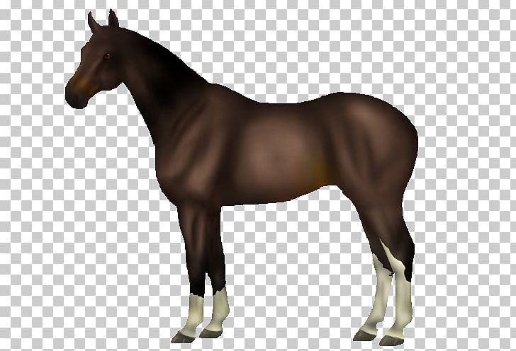 Mane Mustang Foal Stallion Colt PNG, Clipart, Bridle, Colt, English Riding, Equestrian, Foal Free PNG Download